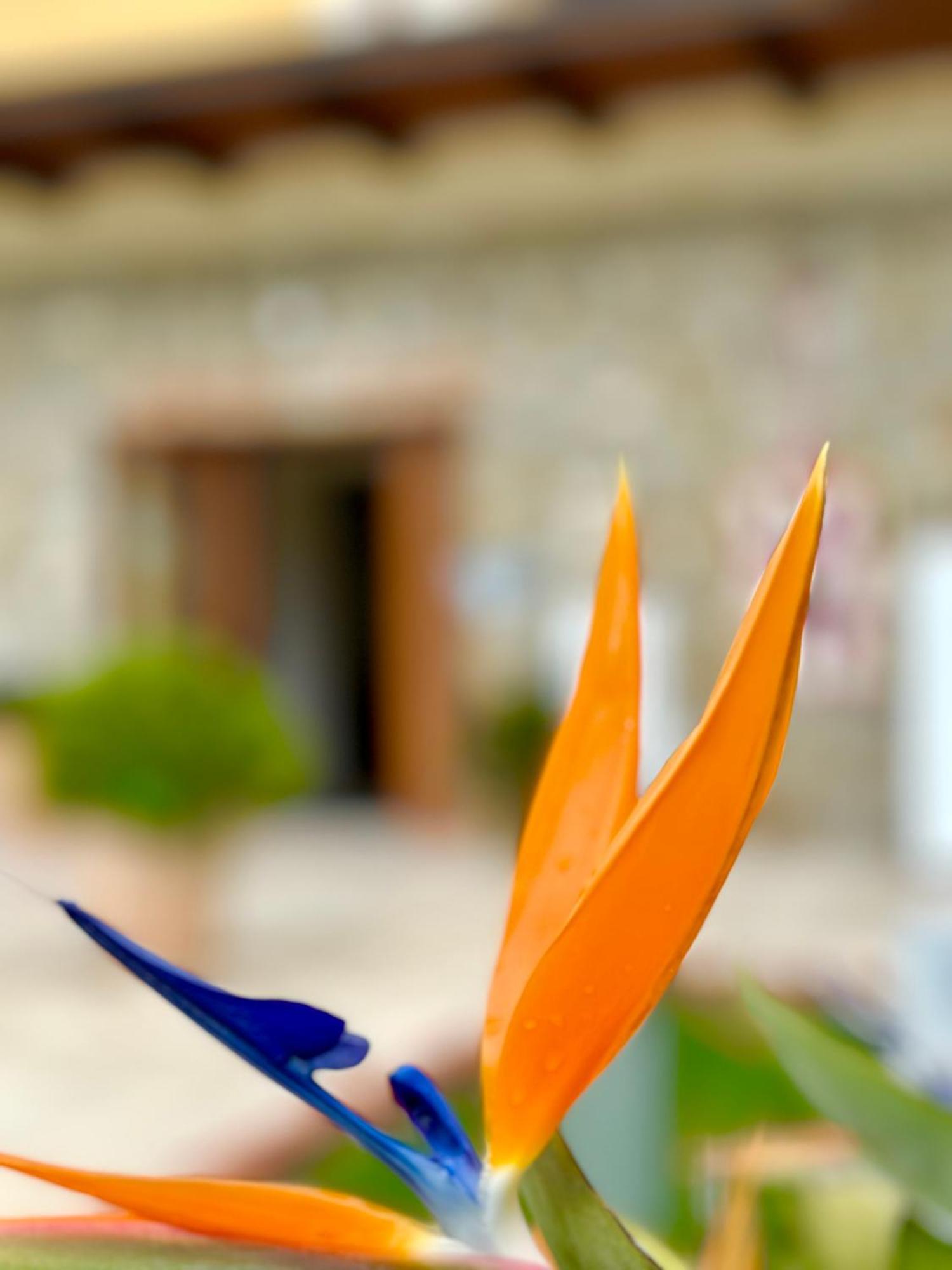 Casale Degli Ulivi Resort Pellare Экстерьер фото